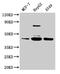 Serpin Family B Member 1 antibody, CSB-PA021065LA01HU, Cusabio, Western Blot image 