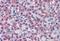 Transthyretin antibody, MBS241997, MyBioSource, Immunohistochemistry paraffin image 