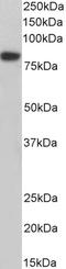 Coilin antibody, STJ73159, St John