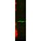 Centromere Protein A antibody, MA5-27710, Invitrogen Antibodies, Western Blot image 