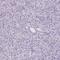 Thyroid Hormone Receptor Interactor 13 antibody, PA5-62728, Invitrogen Antibodies, Immunohistochemistry frozen image 