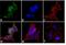 Huntingtin antibody, PA1-087, Invitrogen Antibodies, Immunofluorescence image 