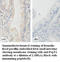 Solute Carrier Family 15 Member 1 antibody, MBS416186, MyBioSource, Immunohistochemistry frozen image 