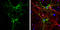 Aquaporin 4 antibody, GTX133151, GeneTex, Immunocytochemistry image 