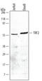 Telomeric Repeat Binding Factor 2 antibody, AF5635, R&D Systems, Western Blot image 