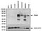 Paired Box 8 antibody, NBP2-29903, Novus Biologicals, Western Blot image 