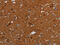 Solute Carrier Family 22 Member 12 antibody, CSB-PA041473, Cusabio, Immunohistochemistry frozen image 