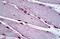 Mesenchyme Homeobox 2 antibody, MBS245969, MyBioSource, Immunohistochemistry frozen image 