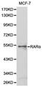 Retinoic Acid Receptor Alpha antibody, orb129732, Biorbyt, Western Blot image 