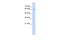 EEF1A Lysine And N-Terminal Methyltransferase antibody, A13818-1, Boster Biological Technology, Western Blot image 