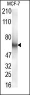 Caspase 10 antibody, 252225, Abbiotec, Western Blot image 