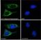 Biglycan antibody, NB100-55407, Novus Biologicals, Immunofluorescence image 