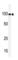 Kinase Suppressor Of Ras 1 antibody, abx033227, Abbexa, Western Blot image 