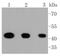 Mitogen-Activated Protein Kinase Kinase 1 antibody, NBP2-67522, Novus Biologicals, Western Blot image 