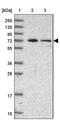 Mannosidase Alpha Class 1C Member 1 antibody, PA5-61719, Invitrogen Antibodies, Western Blot image 