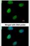 Inositol-tetrakisphosphate 1-kinase antibody, PA5-21883, Invitrogen Antibodies, Immunofluorescence image 