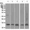 Oncomodulin 2 antibody, TA311013, Origene, Western Blot image 