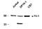FLII Actin Remodeling Protein antibody, orb108654, Biorbyt, Western Blot image 