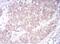 Sphingosine Kinase 2 antibody, NBP2-52567, Novus Biologicals, Immunohistochemistry frozen image 