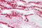 CDH16 antibody, 25-705, ProSci, Western Blot image 