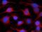 Retinoid-inducible serine carboxypeptidase antibody, 60086-1-Ig, Proteintech Group, Immunofluorescence image 