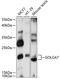 Golgin A7 antibody, GTX66306, GeneTex, Western Blot image 