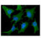 Cofilin 1 antibody, GTX57545, GeneTex, Immunocytochemistry image 