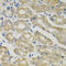 Solute Carrier Family 30 Member 1 antibody, 23-997, ProSci, Immunohistochemistry paraffin image 