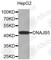 DnaJ Heat Shock Protein Family (Hsp40) Member B5 antibody, A3225, ABclonal Technology, Western Blot image 