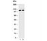 Toll Like Receptor Adaptor Molecule 1 antibody, R31002, NSJ Bioreagents, Western Blot image 