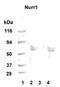 Nuclear Receptor Subfamily 4 Group A Member 2 antibody, PA5-22830, Invitrogen Antibodies, Western Blot image 