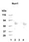 Nuclear Receptor Subfamily 4 Group A Member 2 antibody, PA5-22830, Invitrogen Antibodies, Western Blot image 