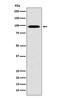 RAN Binding Protein 9 antibody, M03448-2, Boster Biological Technology, Western Blot image 