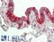 Secretoglobin Family 1A Member 1 antibody, LS-B13923, Lifespan Biosciences, Immunohistochemistry paraffin image 