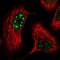 RNA Polymerase III Subunit B antibody, NBP1-84628, Novus Biologicals, Immunofluorescence image 