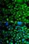 Molybdenum Cofactor Synthesis 3 antibody, 22-893, ProSci, Immunofluorescence image 