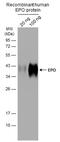 Erythropoietin antibody, GTX112833, GeneTex, Western Blot image 