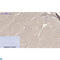 Actin Alpha Cardiac Muscle 1 antibody, LS-C814150, Lifespan Biosciences, Immunohistochemistry frozen image 