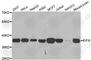 Eukaryotic Translation Initiation Factor 3 Subunit I antibody, A6582, ABclonal Technology, Western Blot image 