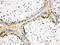 Actin Alpha 1, Skeletal Muscle antibody, PA5-78716, Invitrogen Antibodies, Immunohistochemistry frozen image 
