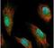 Syndecan Binding Protein antibody, PA5-28826, Invitrogen Antibodies, Immunofluorescence image 