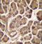 Cold Shock Domain Containing C2 antibody, LS-C163737, Lifespan Biosciences, Immunohistochemistry paraffin image 