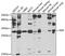 Purine Nucleoside Phosphorylase antibody, GTX33371, GeneTex, Western Blot image 