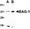 BCL2 Associated Athanogene 1 antibody, orb74739, Biorbyt, Western Blot image 