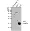 Glutathione-S-Transferase Tag antibody, NBP2-37820, Novus Biologicals, Western Blot image 