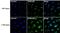 p46 antibody, 701430, Invitrogen Antibodies, Immunofluorescence image 