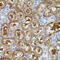 Protein Tyrosine Kinase 2 antibody, 18-512, ProSci, Immunohistochemistry paraffin image 