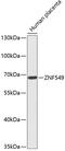 Zinc Finger Protein 549 antibody, 15-815, ProSci, Western Blot image 