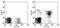 Killer Cell Lectin Like Receptor K1 antibody, 13-5878-82, Invitrogen Antibodies, Flow Cytometry image 