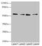 Endoplasmic Reticulum Oxidoreductase 1 Beta antibody, CSB-PA774834LA01HU, Cusabio, Western Blot image 